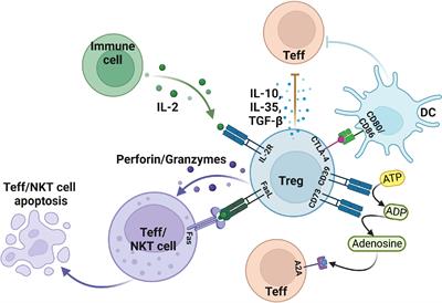 Targeting post-translational modifications of Foxp3: a new paradigm for regulatory T cell-specific therapy